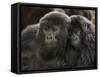 Two Juvenile Mountain Gorillas (Gorilla Gorilla Beringei) of the Umubano Group, Volcanoes National-James Hager-Framed Stretched Canvas