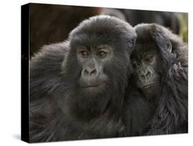 Two Juvenile Mountain Gorillas (Gorilla Gorilla Beringei) of the Umubano Group, Volcanoes National-James Hager-Stretched Canvas