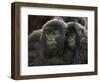 Two Juvenile Mountain Gorillas (Gorilla Gorilla Beringei) of the Umubano Group, Volcanoes National-James Hager-Framed Photographic Print