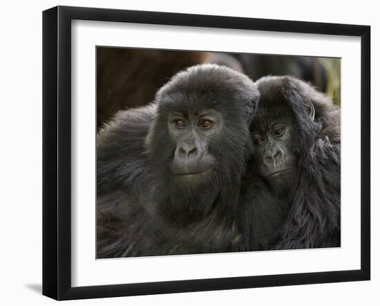 Two Juvenile Mountain Gorillas (Gorilla Gorilla Beringei) of the Umubano Group, Volcanoes National-James Hager-Framed Photographic Print