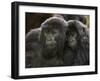 Two Juvenile Mountain Gorillas (Gorilla Gorilla Beringei) of the Umubano Group, Volcanoes National-James Hager-Framed Photographic Print