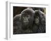 Two Juvenile Mountain Gorillas (Gorilla Gorilla Beringei) of the Umubano Group, Volcanoes National-James Hager-Framed Photographic Print