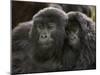 Two Juvenile Mountain Gorillas (Gorilla Gorilla Beringei) of the Umubano Group, Volcanoes National-James Hager-Mounted Photographic Print