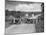 Two Kennel Workers Exercising Foxhounds on an English Country Lane-null-Mounted Photographic Print