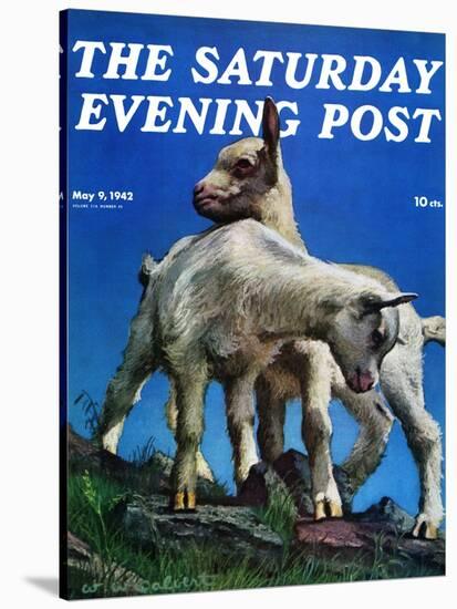 "Two Kid Goats," Saturday Evening Post Cover, May 9, 1942-W.W. Calvert-Stretched Canvas