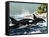 Two Killer Whales Swim Into An Ocean Inlet-Stocktrek Images-Framed Stretched Canvas