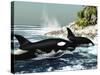 Two Killer Whales Swim Into An Ocean Inlet-Stocktrek Images-Stretched Canvas