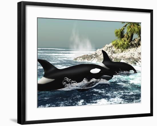 Two Killer Whales Swim Into An Ocean Inlet-Stocktrek Images-Framed Photographic Print