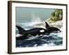 Two Killer Whales Swim Into An Ocean Inlet-Stocktrek Images-Framed Photographic Print