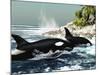 Two Killer Whales Swim Into An Ocean Inlet-Stocktrek Images-Mounted Photographic Print