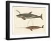 Two Kinds of Whales-null-Framed Giclee Print