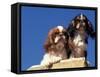 Two King Charles Cavalier Spaniel Adults on Wall-Adriano Bacchella-Framed Stretched Canvas