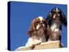 Two King Charles Cavalier Spaniel Adults on Wall-Adriano Bacchella-Stretched Canvas