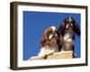 Two King Charles Cavalier Spaniel Adults on Wall-Adriano Bacchella-Framed Photographic Print