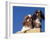 Two King Charles Cavalier Spaniel Adults on Wall-Adriano Bacchella-Framed Photographic Print