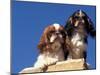 Two King Charles Cavalier Spaniel Adults on Wall-Adriano Bacchella-Mounted Photographic Print