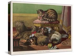 Two King Charles Spaniels Relax with Other Friends Canine and Feline-null-Stretched Canvas
