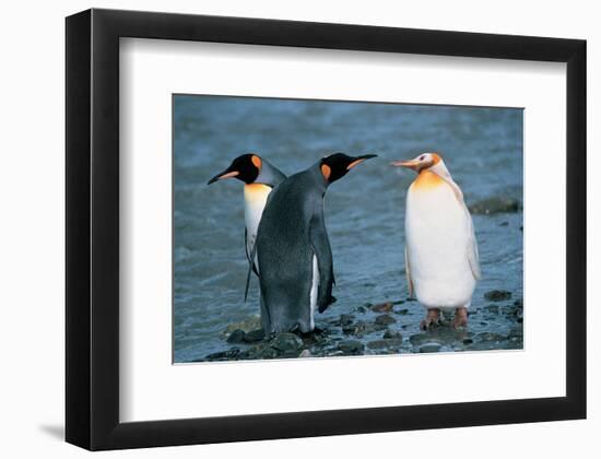 Two King Penguins And Albino-null-Framed Art Print