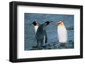 Two King Penguins And Albino-null-Framed Art Print