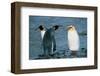 Two King Penguins And Albino-null-Framed Art Print
