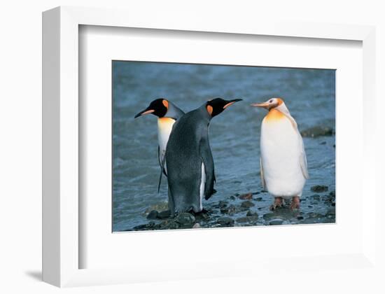 Two King Penguins And Albino-null-Framed Art Print