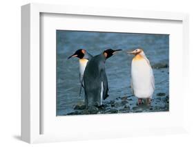 Two King Penguins And Albino-null-Framed Art Print