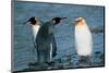 Two King Penguins And Albino-null-Mounted Art Print