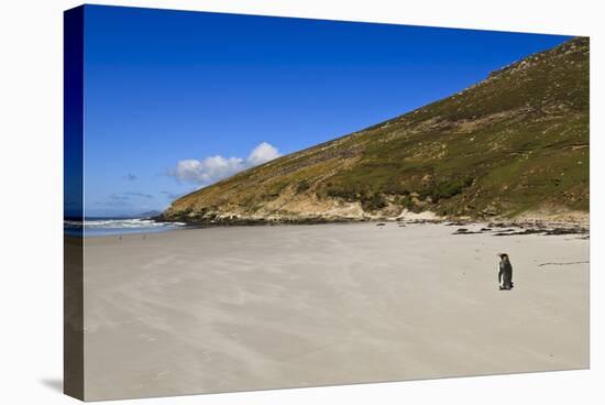 Two King Penguins (Aptenodytes Patagonicus) Look Out to Sea on White Sand Beach-Eleanor-Stretched Canvas