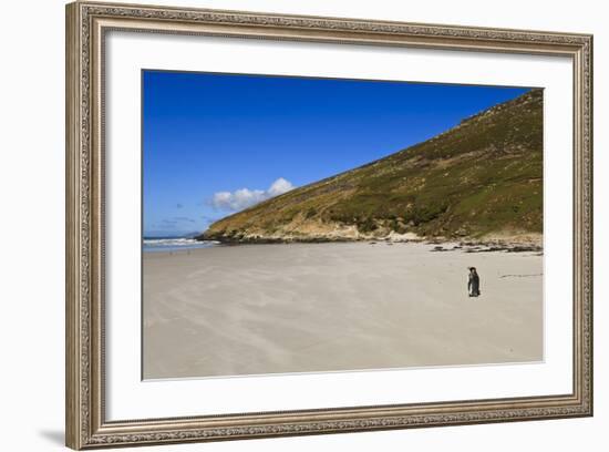 Two King Penguins (Aptenodytes Patagonicus) Look Out to Sea on White Sand Beach-Eleanor-Framed Photographic Print