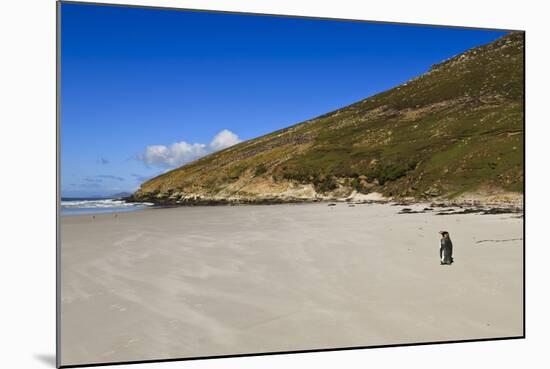 Two King Penguins (Aptenodytes Patagonicus) Look Out to Sea on White Sand Beach-Eleanor-Mounted Photographic Print