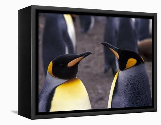 Two King Penguins Face to Face, (Aptenodytes Patagoni) South Georgia-Lynn M. Stone-Framed Stretched Canvas