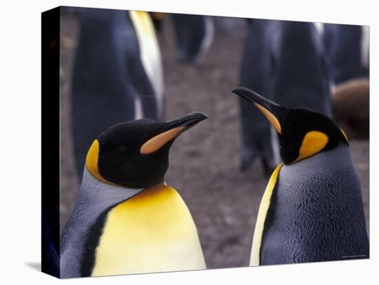 Two King Penguins Face to Face, (Aptenodytes Patagoni) South Georgia-Lynn M. Stone-Stretched Canvas