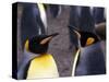 Two King Penguins Face to Face, (Aptenodytes Patagoni) South Georgia-Lynn M. Stone-Stretched Canvas