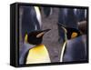 Two King Penguins Face to Face, (Aptenodytes Patagoni) South Georgia-Lynn M^ Stone-Framed Stretched Canvas
