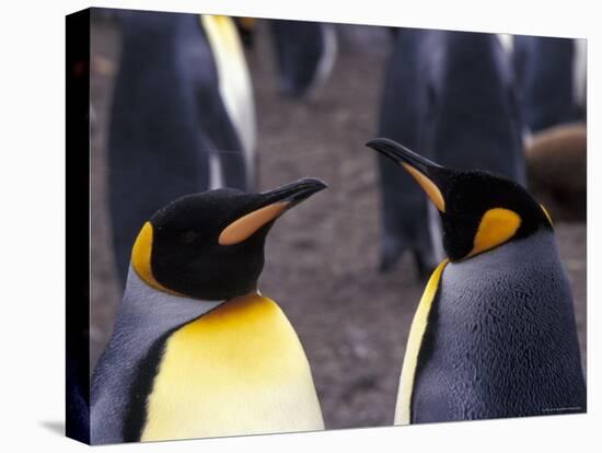 Two King Penguins Face to Face, (Aptenodytes Patagoni) South Georgia-Lynn M. Stone-Stretched Canvas