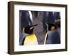 Two King Penguins Face to Face, (Aptenodytes Patagoni) South Georgia-Lynn M. Stone-Framed Premium Photographic Print