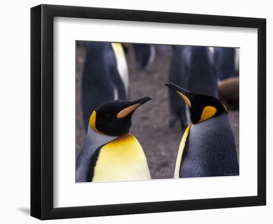 Two King Penguins Face to Face, (Aptenodytes Patagoni) South Georgia-Lynn M. Stone-Framed Premium Photographic Print