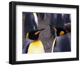 Two King Penguins Face to Face, (Aptenodytes Patagoni) South Georgia-Lynn M. Stone-Framed Premium Photographic Print