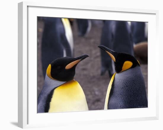 Two King Penguins Face to Face, (Aptenodytes Patagoni) South Georgia-Lynn M. Stone-Framed Photographic Print