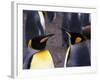 Two King Penguins Face to Face, (Aptenodytes Patagoni) South Georgia-Lynn M. Stone-Framed Photographic Print