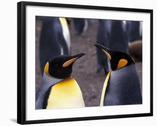 Two King Penguins Face to Face, (Aptenodytes Patagoni) South Georgia-Lynn M. Stone-Framed Photographic Print