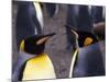 Two King Penguins Face to Face, (Aptenodytes Patagoni) South Georgia-Lynn M. Stone-Mounted Photographic Print