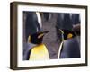 Two King Penguins Face to Face, (Aptenodytes Patagoni) South Georgia-Lynn M. Stone-Framed Photographic Print
