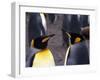 Two King Penguins Face to Face, (Aptenodytes Patagoni) South Georgia-Lynn M^ Stone-Framed Photographic Print