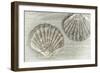 Two King Scallop Shells-Cora Niele-Framed Photographic Print