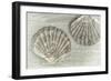 Two King Scallop Shells-Cora Niele-Framed Photographic Print