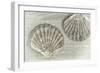 Two King Scallop Shells-Cora Niele-Framed Photographic Print