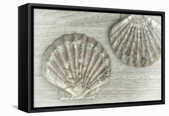 Two King Scallop Shells-Cora Niele-Framed Stretched Canvas