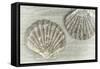 Two King Scallop Shells-Cora Niele-Framed Stretched Canvas