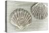 Two King Scallop Shells-Cora Niele-Stretched Canvas